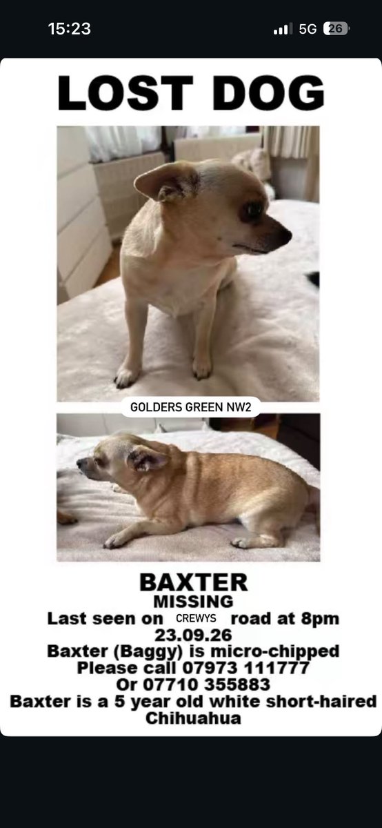 MissingPetsGB's tweet photo. πβπ¦Ί #URGENT β MISSING #CHIHUAHUA #NW2 π¨ Crewys Road #London
Please help us find BAXTER (Baggy) missing since Wednesday 23 September 2026
β οΈ Baxter is new to the area & doesnβt know where he is. An elderly man caring for him had a fall & Baxter ran off.
MICROCHIPPED
PLEASE SHARE https://t.co/kovjChCBZj
