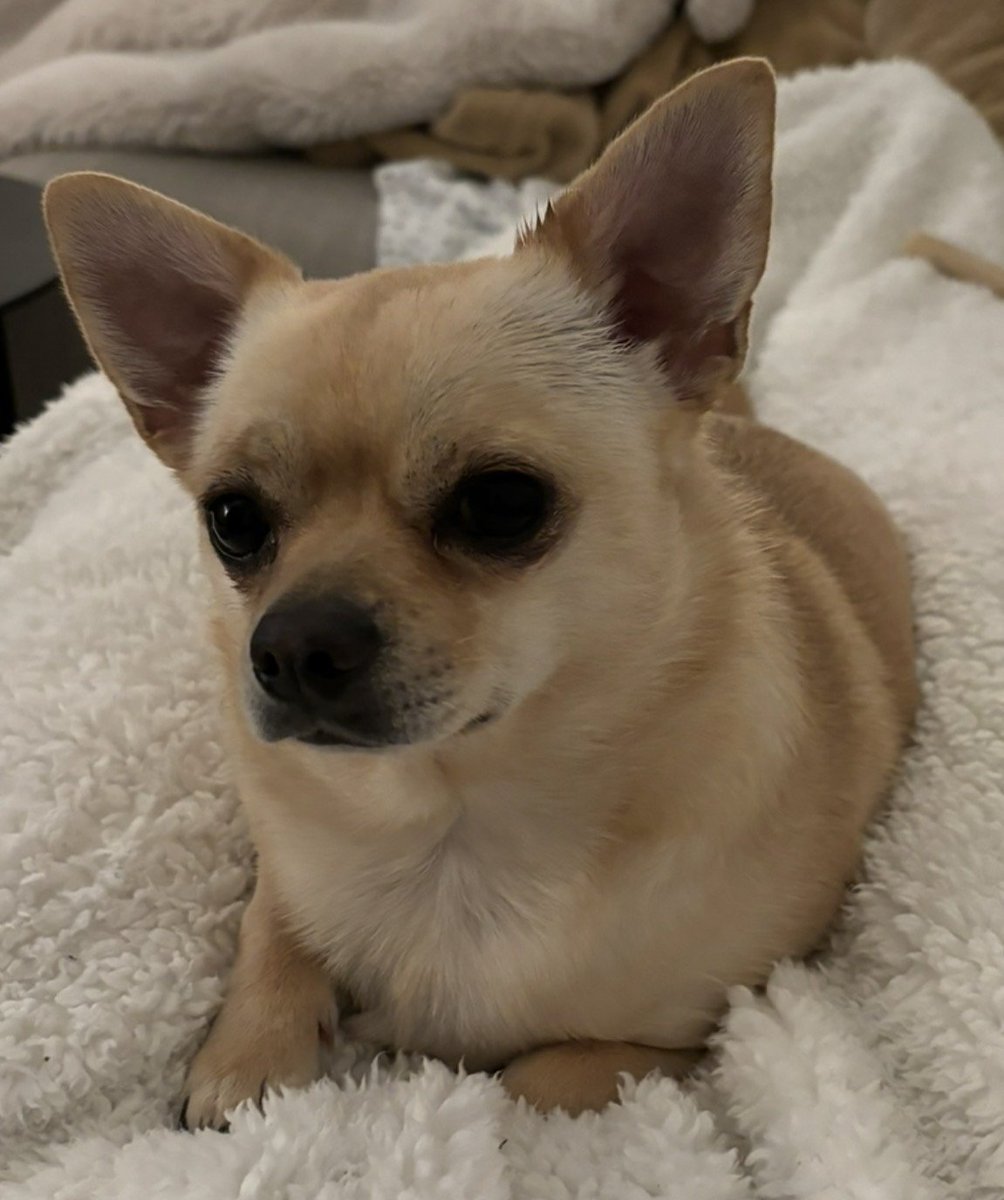 MissingPetsGB's tweet photo. πβπ¦Ί #URGENT β MISSING #CHIHUAHUA #NW2 π¨ Crewys Road #London
Please help us find BAXTER (Baggy) missing since Wednesday 23 September 2026
β οΈ Baxter is new to the area & doesnβt know where he is. An elderly man caring for him had a fall & Baxter ran off.
MICROCHIPPED
PLEASE SHARE https://t.co/kovjChCBZj