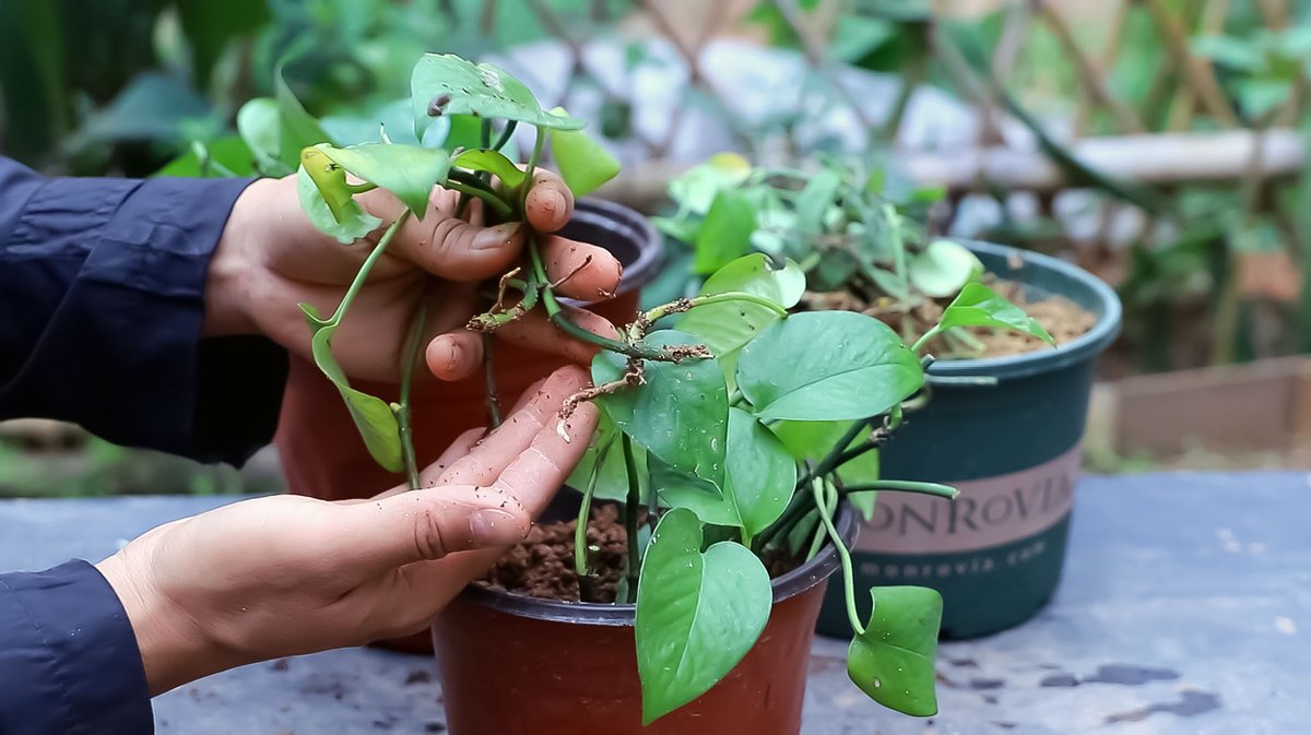PamulaRowajh's tweet photo. Pro tip for your pothos! Rotate it 1/4 turn every time you water it—this keeps growth even and prevents lopsided leaves. https://t.co/6cMfPEgrpr
