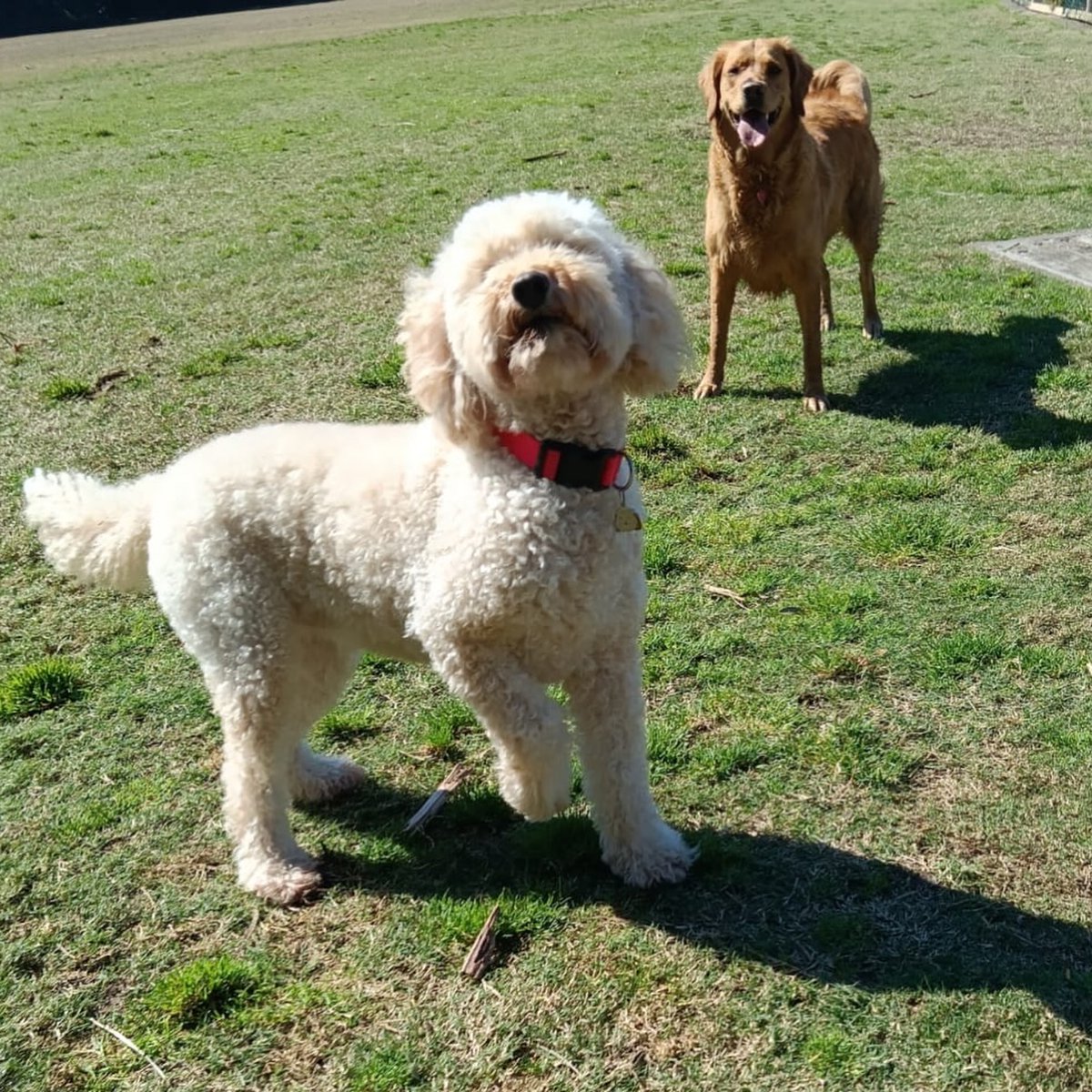 samanthatobtmt's tweet photo. The good pups! https://t.co/tbKiAriziM