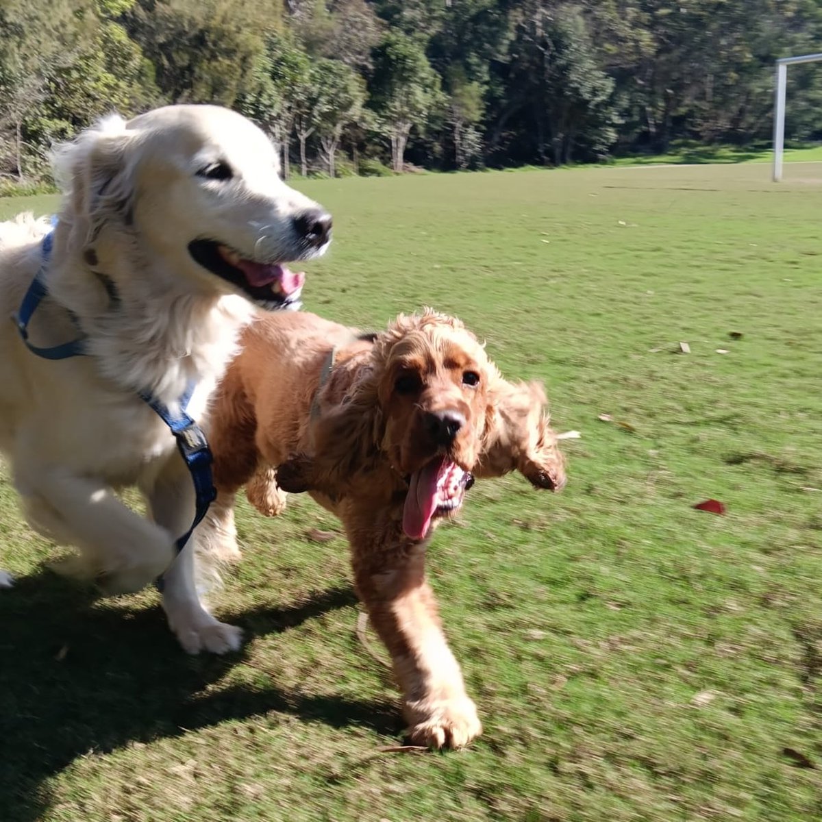 samanthatobtmt's tweet photo. The good pups! https://t.co/tbKiAriziM