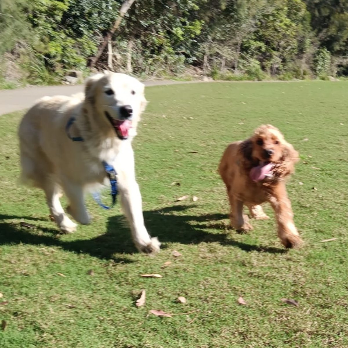 samanthatobtmt's tweet photo. The good pups! https://t.co/tbKiAriziM