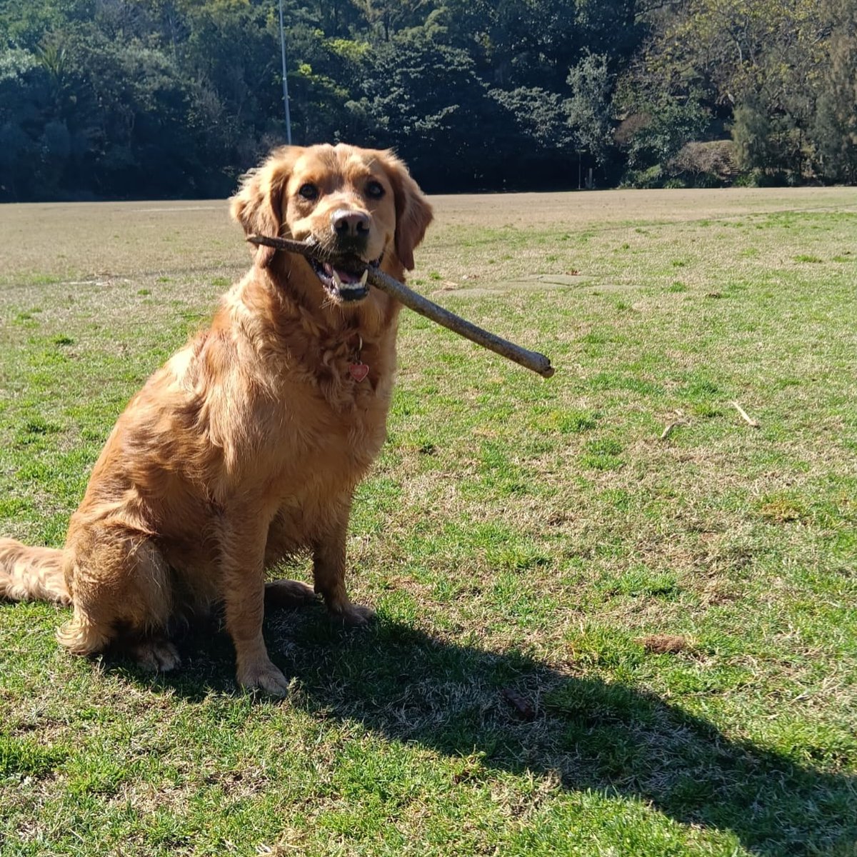 samanthatobtmt's tweet photo. The good pups! https://t.co/tbKiAriziM