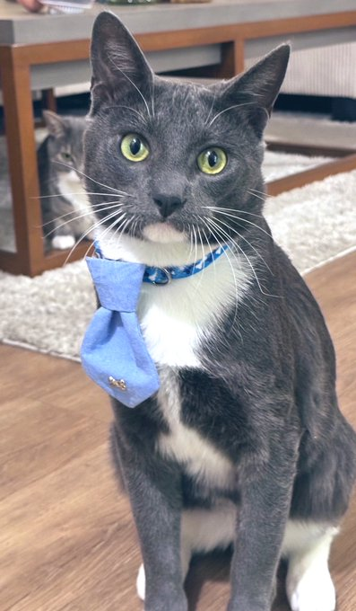 sachikoko's tweet photo. 🙏🏽PLZ SHARE
💙Sweet 2.10YO Gray/Blue &amp; White Kitty "ZORO"💙
📣Waiting More Than A Year🏡#FureverHome🏡
🔹https://t.co/kpTTLhpkaT
🙏🏽#Adopt #AdoptDontShop #AdoptMe
#LosAngeles, #CA #SoCal
☑CATS @TheCatsMeowInc #ForgottenSoulsHour #US #CATS https://t.co/sBHV9CCC7s
