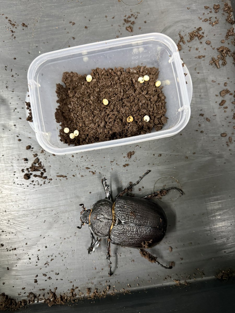 smrn55's tweet photo. ヴィラモンテス産ヤヌスゾウカブト
WF7 ♂102ミリ×♀70ミリ

8/14 セット
8/23 40個
9/6 25個
9/24 10個

ペース落ちてきましたが、まだずっしりしてるので、産んでくれるはず https://t.co/evxtTb54B7