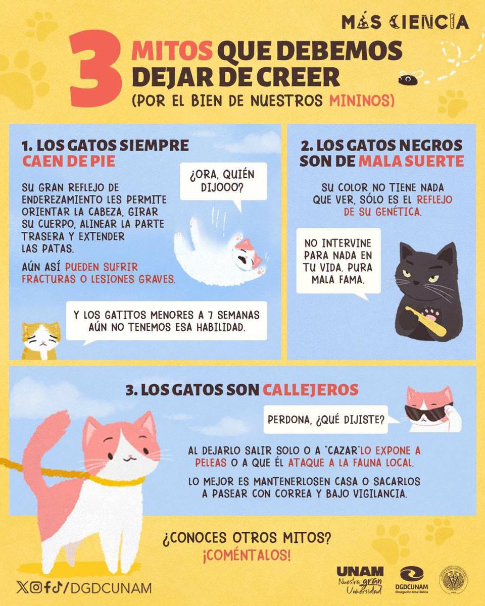 DGDCUNAM's tweet photo. Hoy cancelemos 3 mitos que hay alrededor de los gatos.
¿Qué otros michimitos tenemos que cancelar?

Texto en colaboración con la @fmvz_unam. https://t.co/rAIYbdf7q2