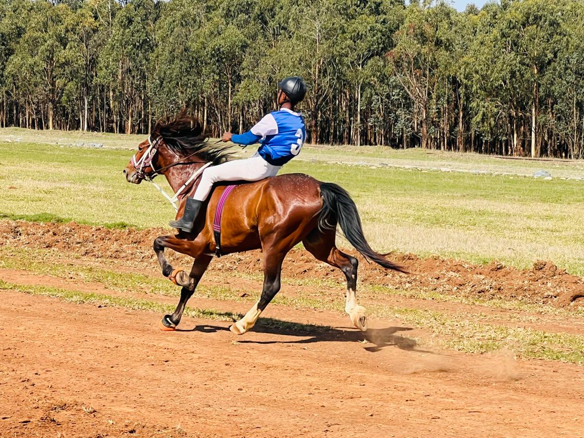 ElundiniLM's tweet photo. The Department of Sports, Recreation, Arts and Culture in collaboration with Elundini Local Municipality, commemorated Heritage Day with a prestigious Horse Racing event at Bhekela Race Course today. https://t.co/cNFNtL6BB9