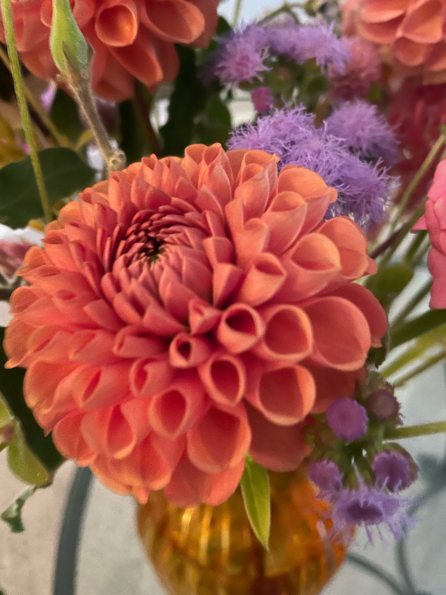 DedeSellsHomes's tweet photo. The dahlias are having a great season in Upstate New York!#newyork https://t.co/xcbs64TbcJ