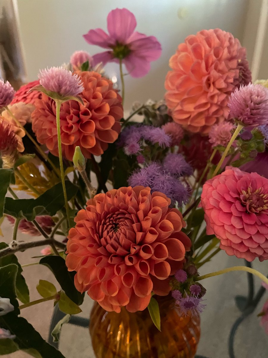 DedeSellsHomes's tweet photo. The dahlias are having a great season in Upstate New York!#newyork https://t.co/xcbs64TbcJ