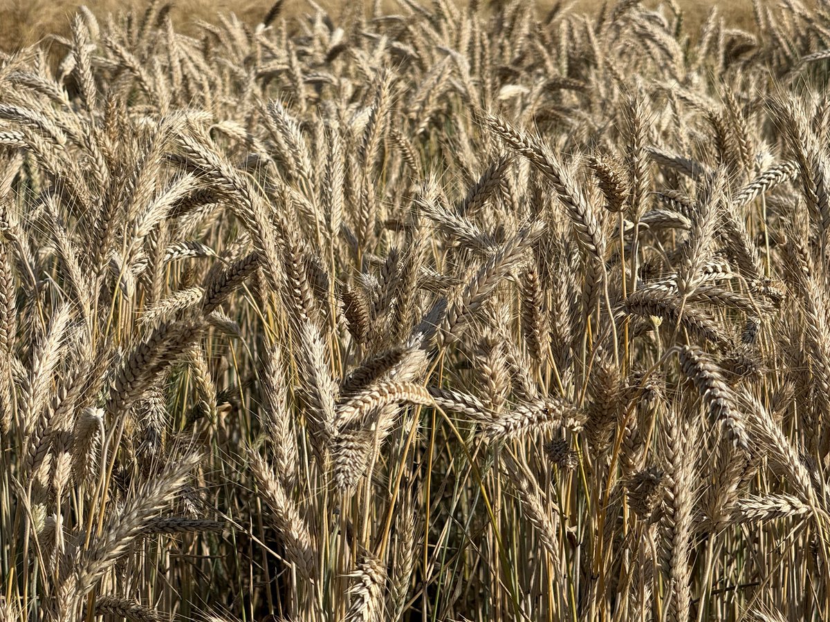 FPColette1's tweet photo. WCI Widdicombe #Triticale at harvest. Look for this new variety for spring 2027 https://t.co/nTYl1hOHdk