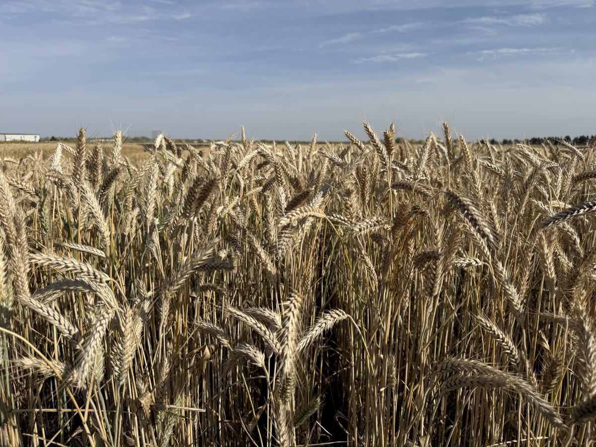 FPColette1's tweet photo. WCI Widdicombe #Triticale at harvest. Look for this new variety for spring 2027 https://t.co/nTYl1hOHdk
