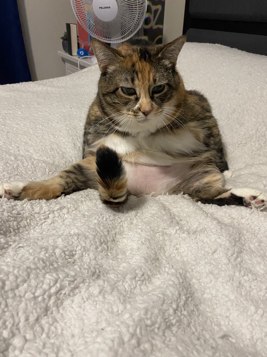 tiperukoch's tweet photo. why is my  20 year old diabetic cat getting so many likes. here are horrible  photographs of kiryu sitting down https://t.co/lcKk91SWbQ