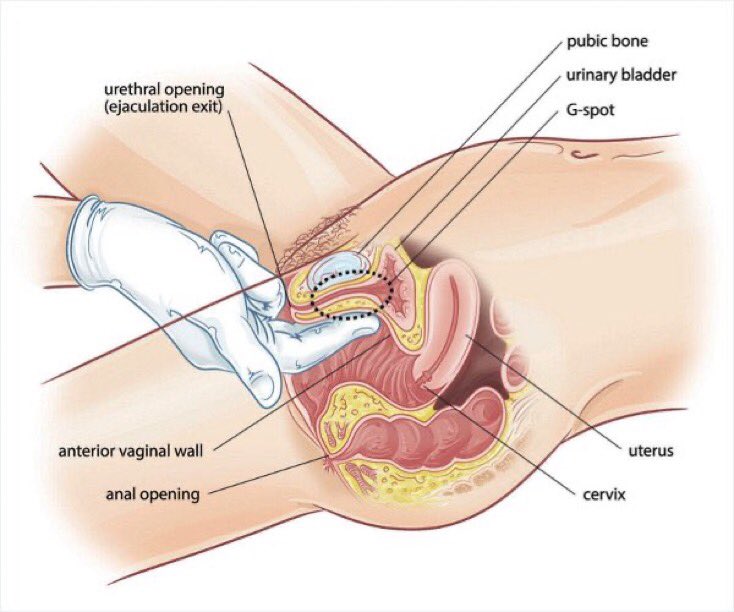 MorganFromHI's tweet photo. Let’s have some G-Spot fun. Insert one or two digits slightly in, and up. Feel for the small quarter-sized “spongy” area. When you find it, don't forget it and don't stop pressing and massaging it with a “come here” movement of your fingers. One would work… two are better. Either your index and middle fingers, or middle and ring fingers with your index and pinky fingers on the outside of our labia You don't have to go deep and you are not trying to touch our intestines. I'm just saying. 

Now you know.