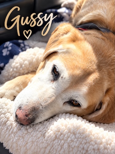 Labs4rescue's tweet photo. Meet Gussy, a 10 yr old female purebred Labrador being fostered in Connecticut, who is incredibly sweet and loving. She is now homeless and needs a new home. She loves the water, is good with other dogs and loves people.
https://t.co/A0OUybBKxJ https://t.co/n0pSNFe7Oi