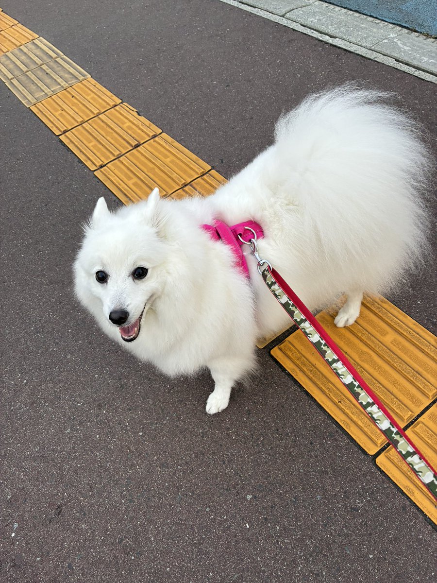 senca_a5511's tweet photo. おはワンコ
留守番ゆえのいろいろストライキから解放されつつホッとするも…軟便キターッ！！

ビオフェルミン決定の朝😩
#イマソラ https://t.co/OmlK5GzZpw