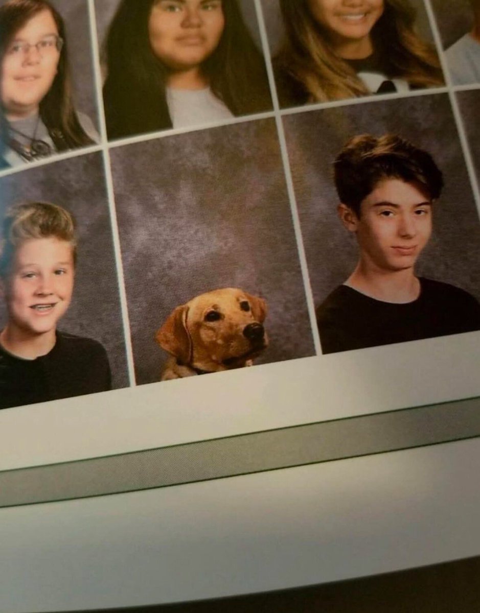 everythingdogss's tweet photo. https://t.co/OlyX9UkyvF