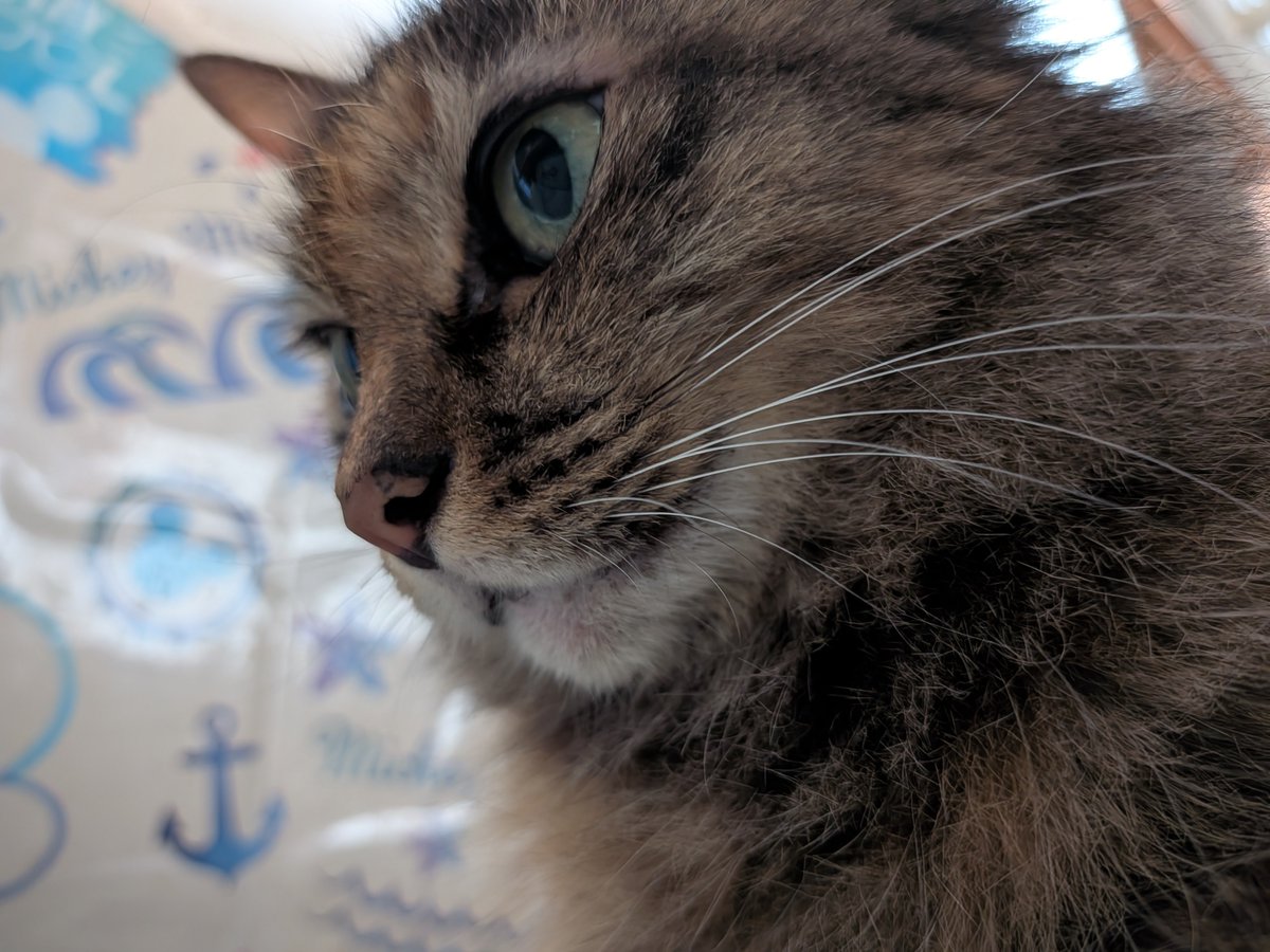 MaruNoa2's tweet photo. おはようございます😊
今朝の圧です…
昨日は私が担当している黒猫ノアの爪を切りました。
ノアはなかなか簡単に捕まらないし、抱っこも爪切りも大変なオッサン猫です🐈‍⬛
あ、マルちゃんも爪切りは嫌いでした…

今日もよろしくお願いします🍀 https://t.co/FltPrvNKgc