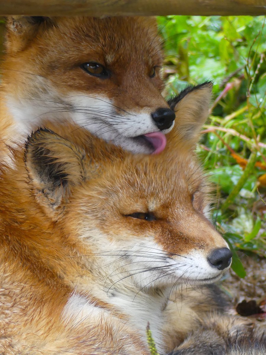 Joey_FS's tweet photo. I have two modes (they are both foxes) https://t.co/0UHyuoyCDa