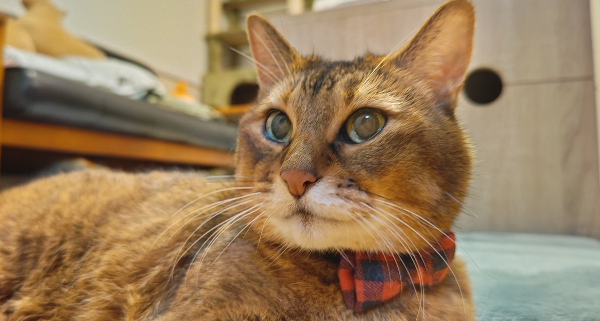 kikitolala1's tweet photo. おはようございます。

#猫のいる暮らし https://t.co/LPcgK4lDqx