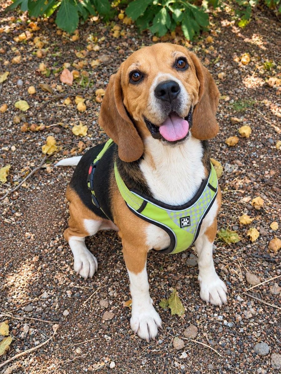 zllktlr's tweet photo. "Antalya yuva 
Beagle erkek 2 yaş barınaktan çıkarıldı . Kedilerle arası iyi eve uyumlu . Yuva bulmama yardımcı olurmusunuz 
05055626748  https://t.co/jlbsi1D6Tg https://t.co/H8iUmKdDF9