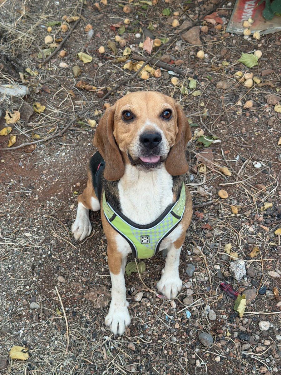 zllktlr's tweet photo. "Antalya yuva 
Beagle erkek 2 yaş barınaktan çıkarıldı . Kedilerle arası iyi eve uyumlu . Yuva bulmama yardımcı olurmusunuz 
05055626748  https://t.co/jlbsi1D6Tg https://t.co/H8iUmKdDF9