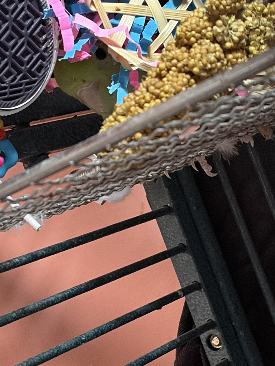 AllAgesofGeek's tweet photo. Find the bird https://t.co/IEYeoKONu0
