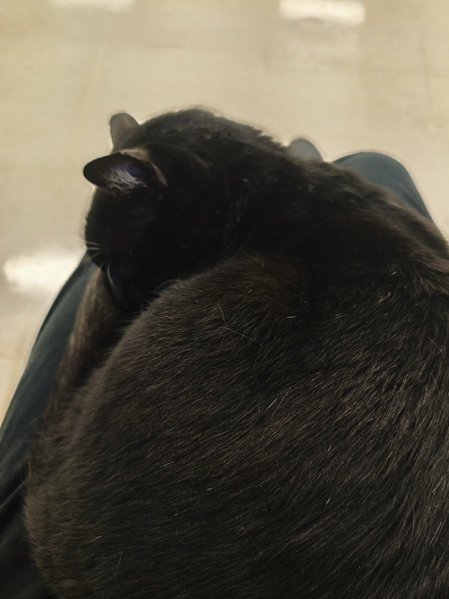 Brel_B6's tweet photo. Ele dormiu no meu colo, tô desabafando com meu amiguinho. Obg Felix por estar aq nesses que eu preciso https://t.co/ZdzVBSzb7C