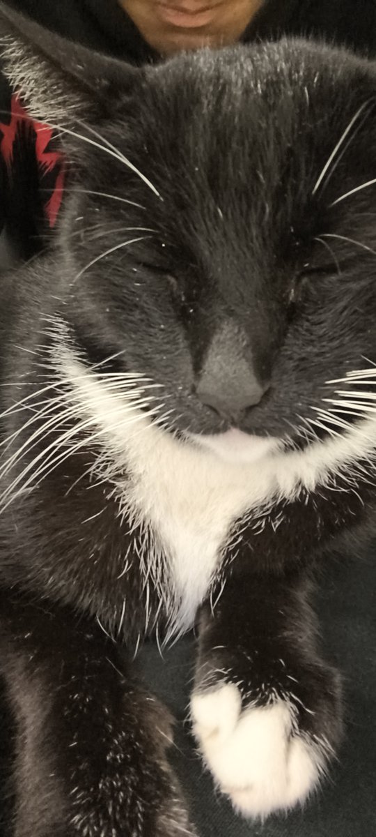 Brel_B6's tweet photo. Ele dormiu no meu colo, tô desabafando com meu amiguinho. Obg Felix por estar aq nesses que eu preciso https://t.co/ZdzVBSzb7C