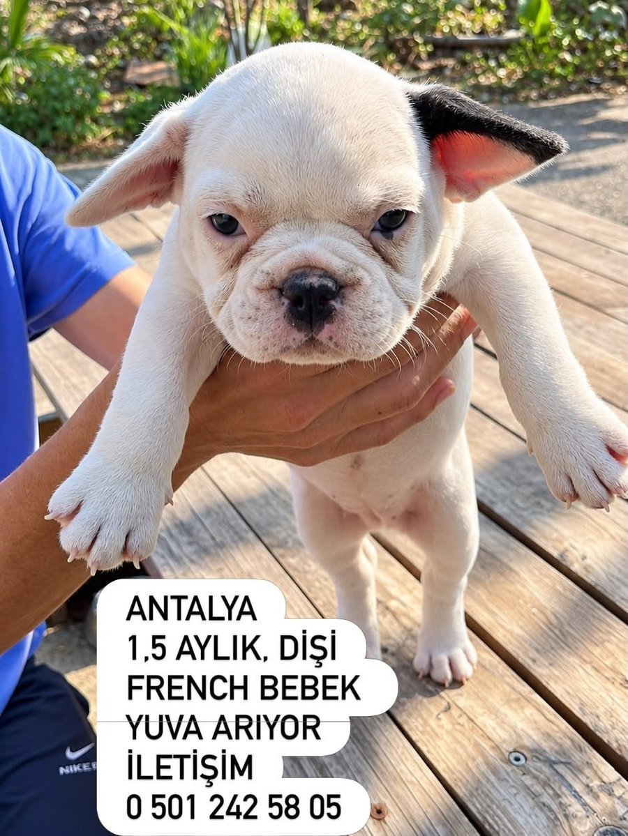 zllktlr's tweet photo. "ANTALYA YUVA!1,5 AYLIK DİŞİ FRENCH BEBEK, GECEKONDUNUN BAHÇESİNDE DURUYOR.Annesini vermiyor bakan kişi, aşıları tamamlanmadan sokağa çıkmaması gerekirken, bahçede geziyor bu şekilde pisliğin içinde lokum bebek WhatsApp 0 501 242 58 05 https://t.co/c8lqnzBA5q https://t.co/uyUNcjIspJ