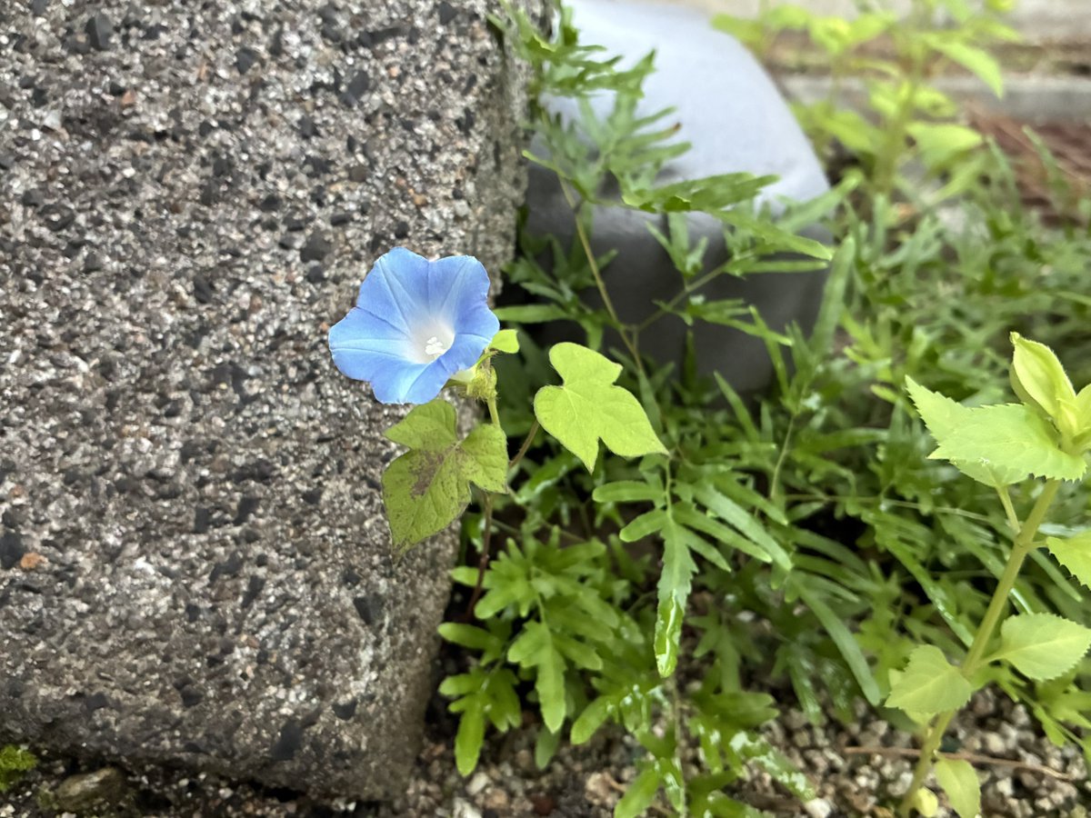 pentomo's tweet photo. いつのまにか咲いている https://t.co/nV2ZcZa2hY