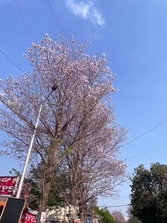 ChristianL5d's tweet photo. 우리애가 7살인데 햄스터를 너무 키우고 싶어해
인터넷에 알아보니 이것저것 다해서 초기비용 100만원정도 든다는데 …이거 맞아….?? https://t.co/dwmn84Xvc7