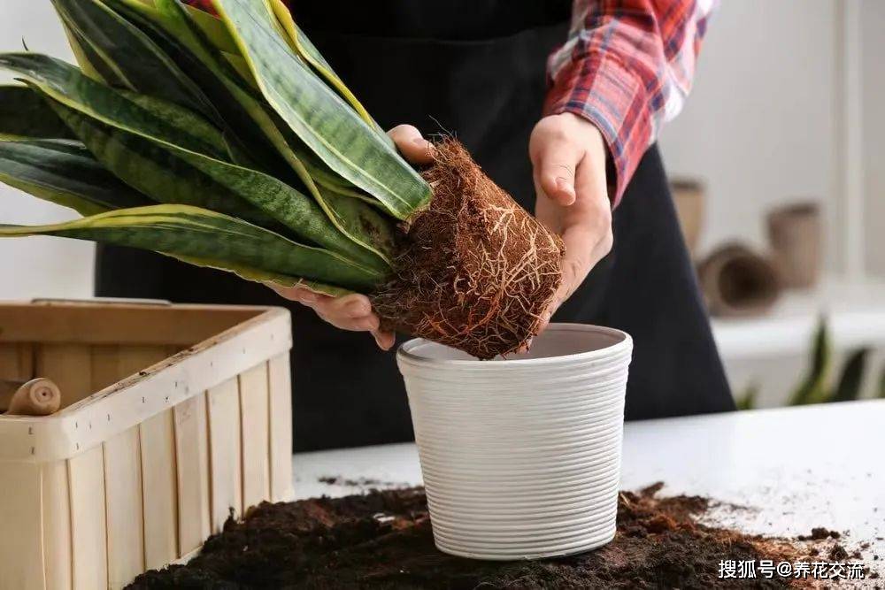 FransiscaDdw2z's tweet photo. Cambia la bandeja bajo tu planta cada 2 días para evitar humedad excesiva en las raíces. https://t.co/ZwyjcSdA6Q
