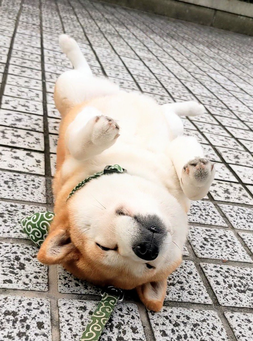 michiharumomo's tweet photo. おはよー😀ございます！
曇って☁ます！
ここでゴミ出しの応援📣するワン🐶
今日も😀よろしくでーす！ https://t.co/P8WK8ZGOjG