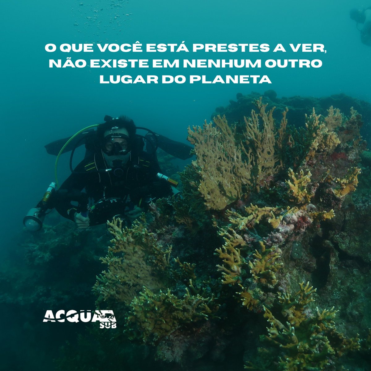 AcquaSub tweet picture