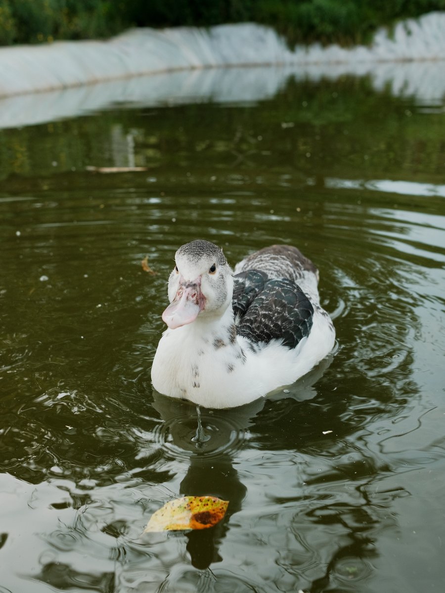 greynoji's tweet photo. My duck died last night. She followed me all day yesterday but I didn't understand she was telling me she felt sick. I had medicine but I took her back to the pond at night. The others didn't keep her warm, so she died alone. I found her as a duckling. I feel like I betrayed her. https://t.co/DtkOZfcjGt