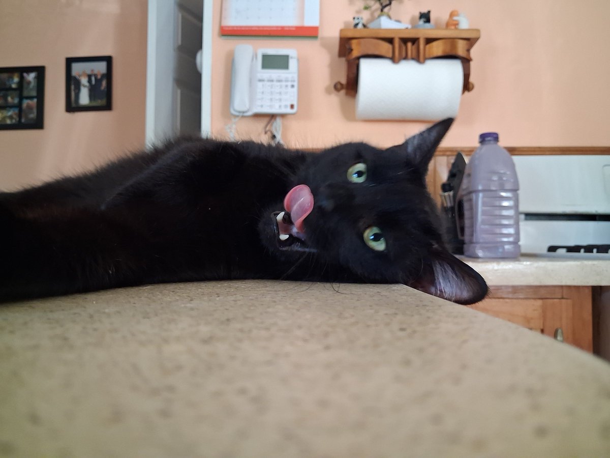 ConnorTremmel's tweet photo. Never thought I'd be posting this much on this app especially considering how much I post on tiktok, Facebook, threads, Instagram, etc. 

Anyway here's more pictures of my purrfect void kitty octavius https://t.co/6NxyiGiXDH