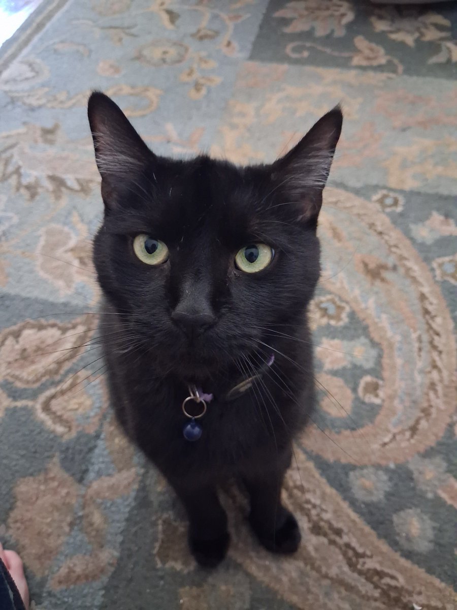ConnorTremmel's tweet photo. Never thought I'd be posting this much on this app especially considering how much I post on tiktok, Facebook, threads, Instagram, etc. 

Anyway here's more pictures of my purrfect void kitty octavius https://t.co/6NxyiGiXDH