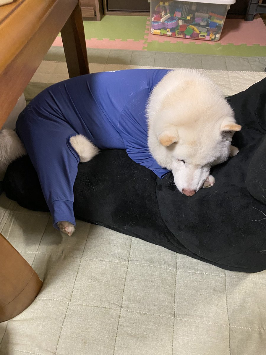 bankinmatu's tweet photo. お仕事行くよー https://t.co/HOWKpK3qgR