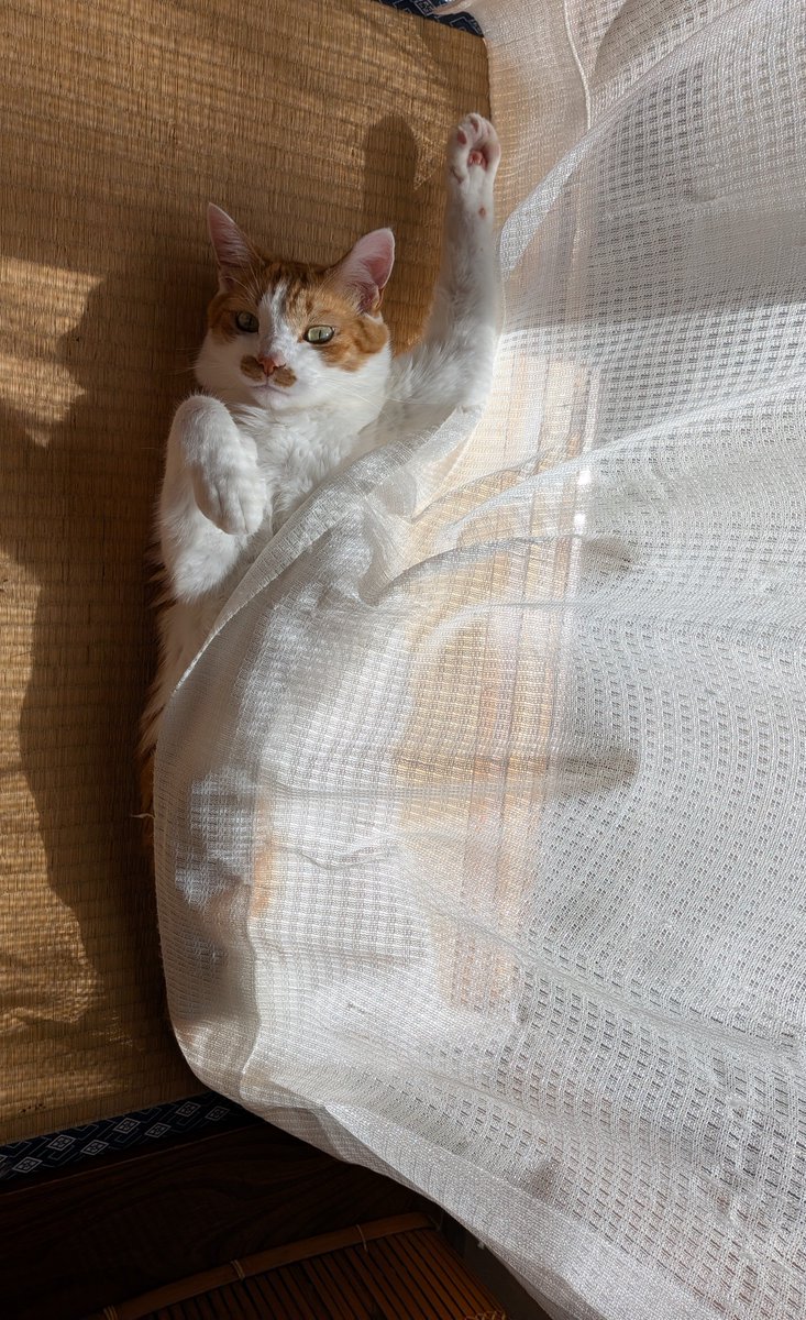 yuriha313's tweet photo. ←網にかかった人魚猫
陸に打ち上げられた人魚猫→
🐱<あ〜れ〜
🐱<助けてにゃ〜

コロナ💉、身内に免疫系の疾患持ちがいるから打つけど高いな〜💸💸
16,000円あったらさぁ…ねぇ🥹 https://t.co/HBjKpALNJB