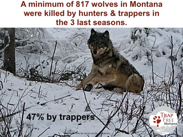 AmUmbria's tweet photo. NOTICE OF WOLF CLOSURE - WMU 313

By order of the Montana Fish & Wildlife Commission, the above listed Wolf Management Unit, as described in the current legal descriptions, has reached its quota and per regulations will be closed to the hunting and trapping of ALL Wolves upon 24 hours from this notice - 11 A.M. Friday September 25, 2026.