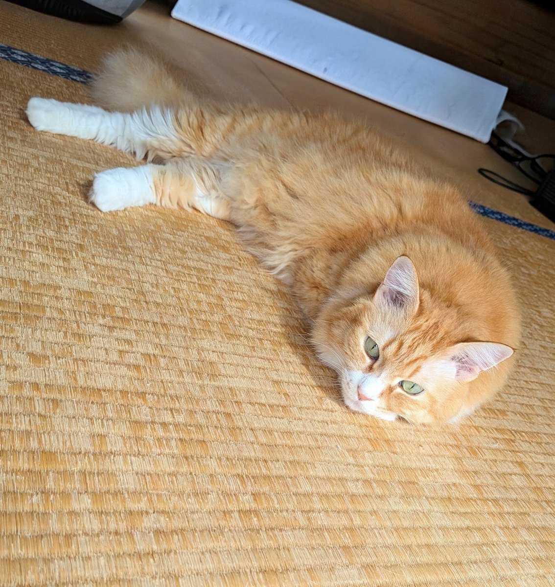 yuriha313's tweet photo. ←網にかかった人魚猫
陸に打ち上げられた人魚猫→
🐱<あ〜れ〜
🐱<助けてにゃ〜

コロナ💉、身内に免疫系の疾患持ちがいるから打つけど高いな〜💸💸
16,000円あったらさぁ…ねぇ🥹 https://t.co/HBjKpALNJB