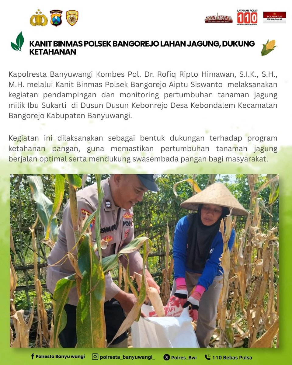 pidhumas1944's tweet photo. Kanit Binmas Polsek Bangorejo Aiptu Siswanto melaksanakan kegiatan pendampingan dan monitoring pertumbuhan tanaman jagung milik Ibu Sukarti di Dusun Dusun Kebonrejo Desa Kebondalem Kecamatan Bangorejo Kabupaten Banyuwangi. https://t.co/6rDe8S4PVD