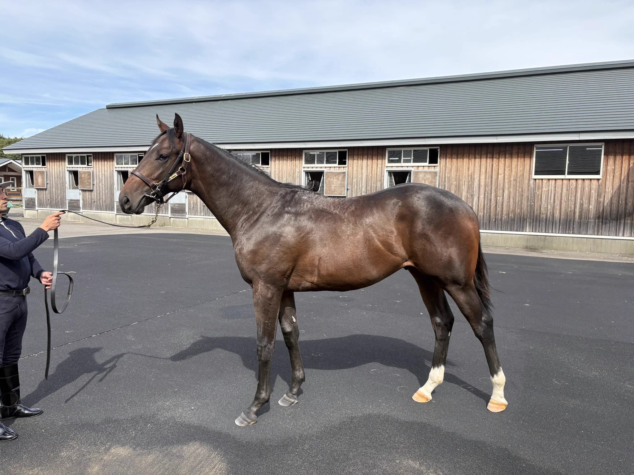 サイン入りゼッケン　競馬　ピクシーナイト母ピクシーホロウ　超レア naoya@JRA馬主 on X: 