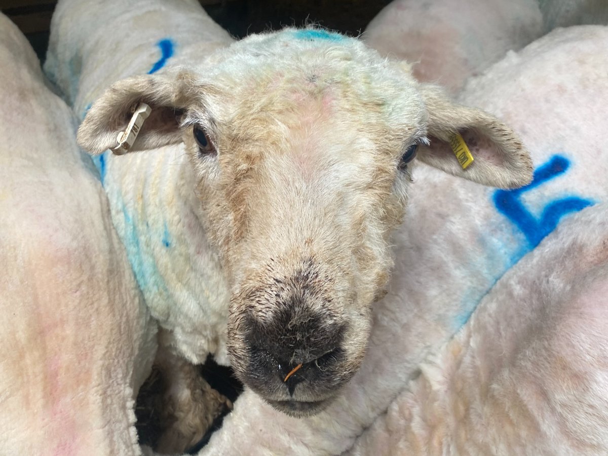 OlinPattie's tweet photo. February Celebrations

Our female ducks turned 4 on February 1: Twix, Twirl, Cadbury, Bourbon and Liquorice. Campbell, Tiger-Lily and Sparrow turned 5 on February 4 and celebrated their 4th gotcha day. Our sheep also celebrated: Sheepy turned 12, https://t.co/QdJ0jMvZ2u