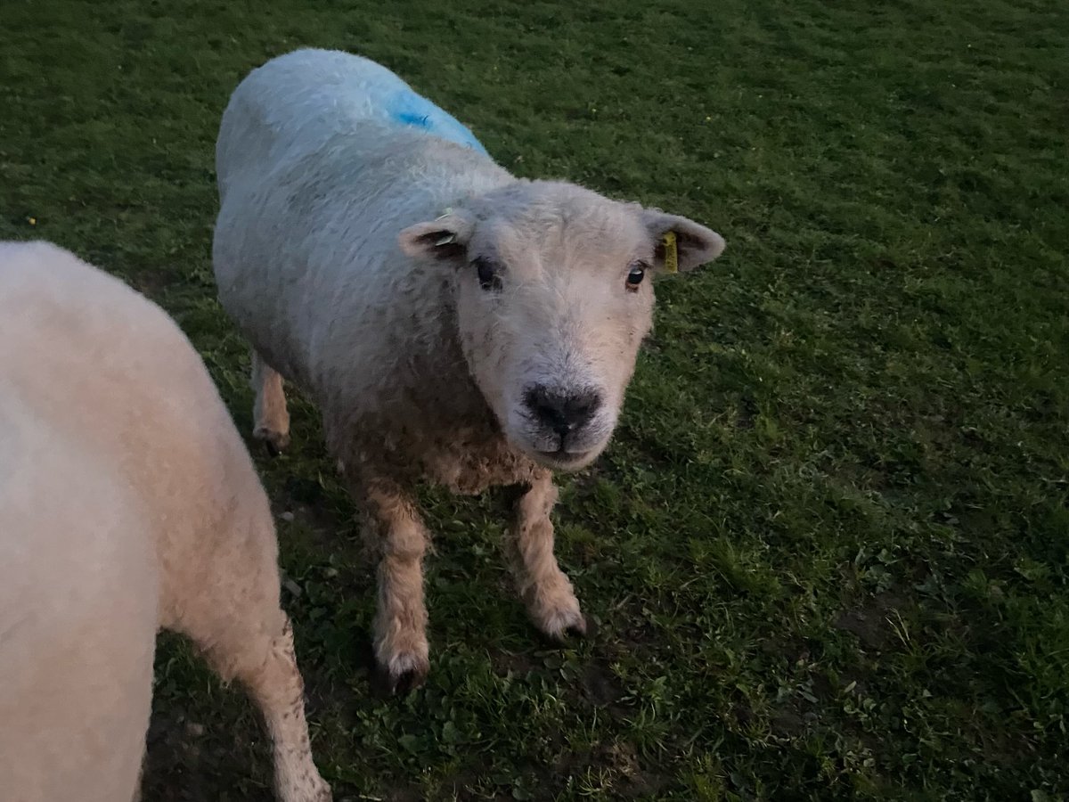 OlinPattie's tweet photo. February Celebrations

Our female ducks turned 4 on February 1: Twix, Twirl, Cadbury, Bourbon and Liquorice. Campbell, Tiger-Lily and Sparrow turned 5 on February 4 and celebrated their 4th gotcha day. Our sheep also celebrated: Sheepy turned 12, https://t.co/QdJ0jMvZ2u
