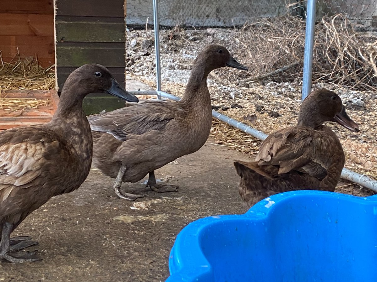 OlinPattie's tweet photo. February Celebrations

Our female ducks turned 4 on February 1: Twix, Twirl, Cadbury, Bourbon and Liquorice. Campbell, Tiger-Lily and Sparrow turned 5 on February 4 and celebrated their 4th gotcha day. Our sheep also celebrated: Sheepy turned 12, https://t.co/QdJ0jMvZ2u