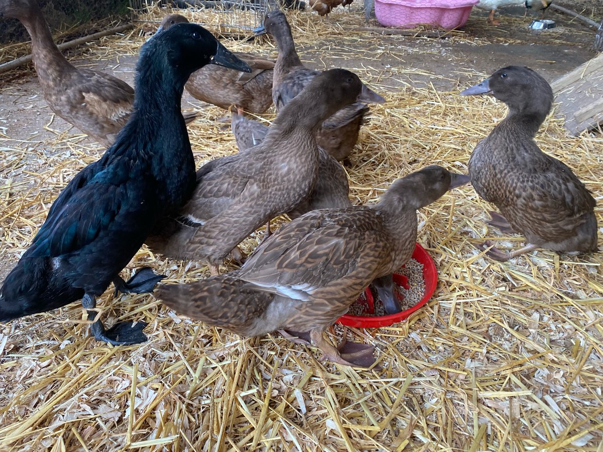 OlinPattie's tweet photo. February Celebrations

Our female ducks turned 4 on February 1: Twix, Twirl, Cadbury, Bourbon and Liquorice. Campbell, Tiger-Lily and Sparrow turned 5 on February 4 and celebrated their 4th gotcha day. Our sheep also celebrated: Sheepy turned 12, https://t.co/QdJ0jMvZ2u