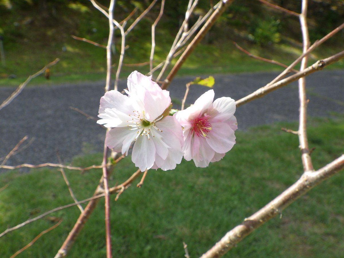 Niigata_BGarden's tweet photo. 【開花情報・園地】
そろそろ秋に咲く #サクラ が動き出すかと見てみると、❛#アーコレード❜という品種が花を2輪だけ咲かせていました🔍
イギリスでオオヤマザクラとコヒガンザクラの交配によって育成された、春と秋の年2回花を咲かせる #二季咲き の園芸品種です。
#Accolade
#新潟県立植物園 https://t.co/Tw60W8jdSV