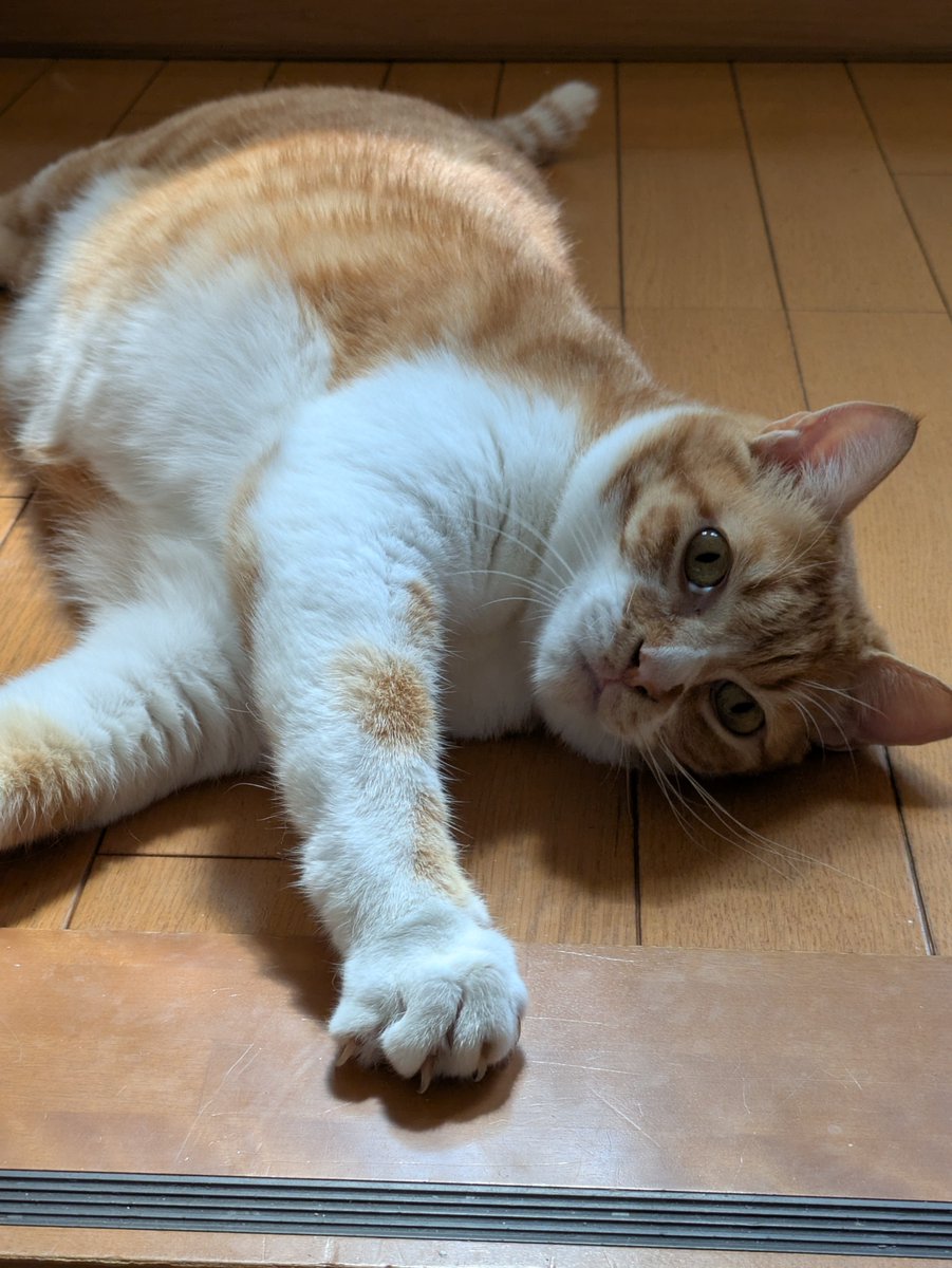 IGmvNZKr0381989's tweet photo. そういや5年前ってコトブキ君を飼い始めた年だなぁ。
サ終も突然来るし、いつ何が起きるかわからないので少し餌を豪華にしてやるか。と言う思い付き。

帰ってきたら階段の上でゴロゴロ歓迎。
あーマジでかわいい。 https://t.co/MJLqoVwHHY