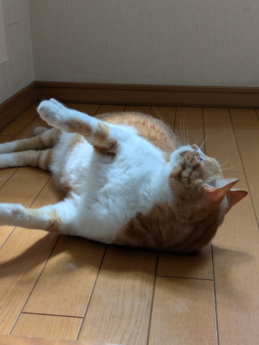 IGmvNZKr0381989's tweet photo. そういや5年前ってコトブキ君を飼い始めた年だなぁ。
サ終も突然来るし、いつ何が起きるかわからないので少し餌を豪華にしてやるか。と言う思い付き。

帰ってきたら階段の上でゴロゴロ歓迎。
あーマジでかわいい。 https://t.co/MJLqoVwHHY